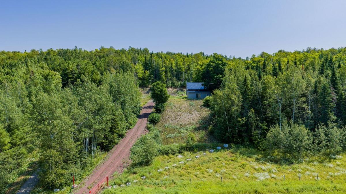 Vue aérienne de la forêt d'érables