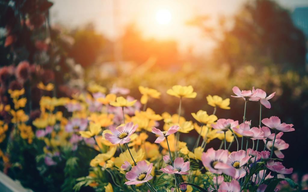 Fleurs