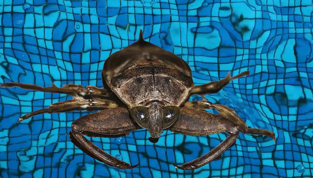 Lethocerus Americanus
