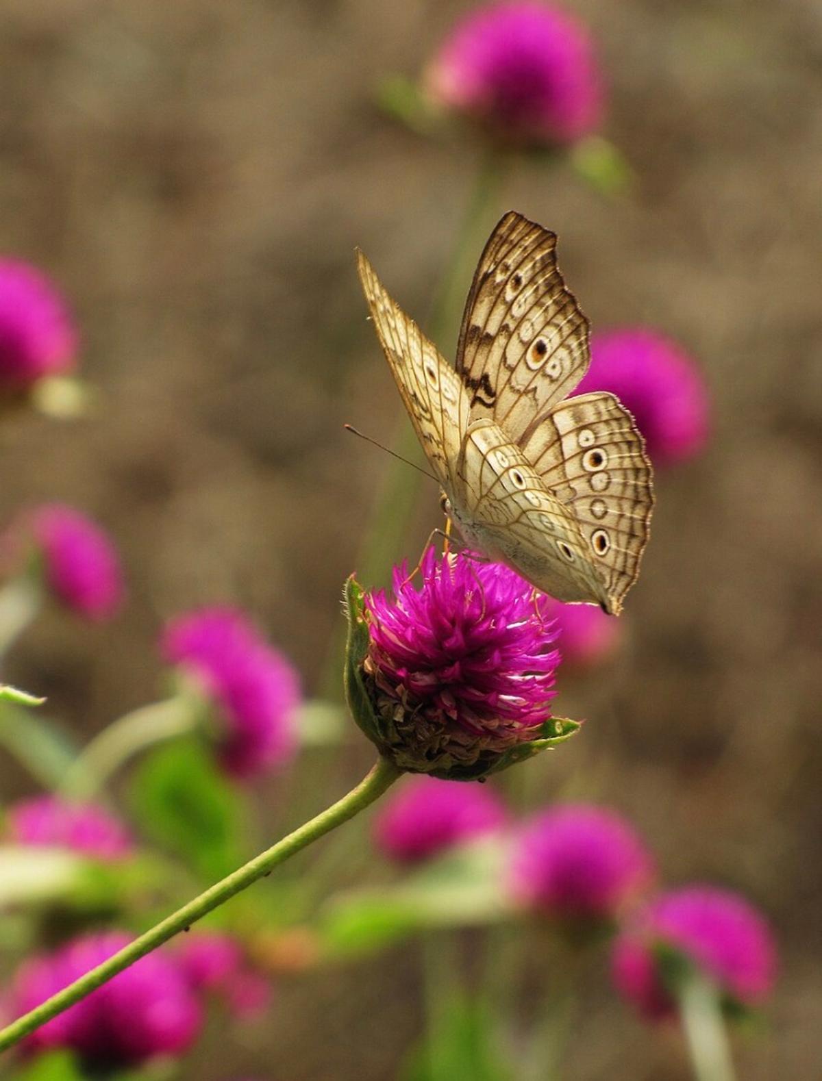 Fleurs