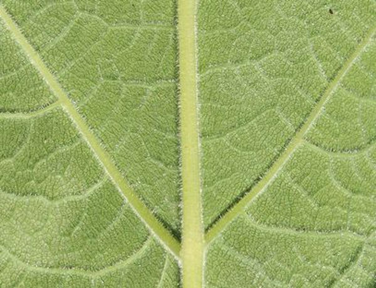 Envers des feuilles de la berce laineuse, texture feutrée et laineuse