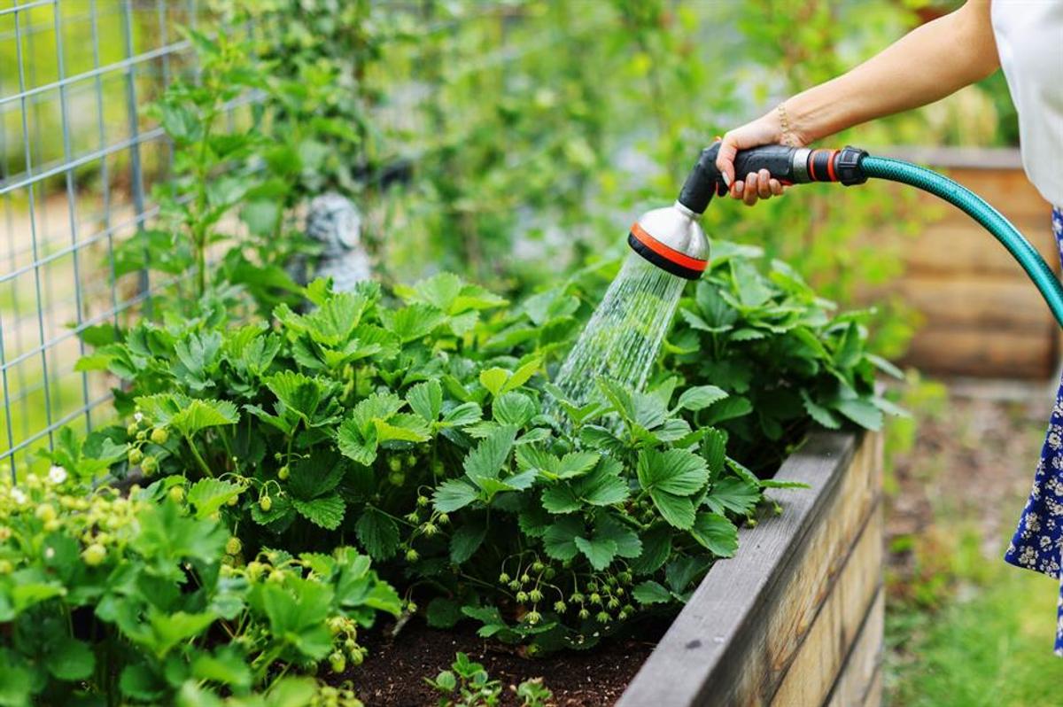 Jardin