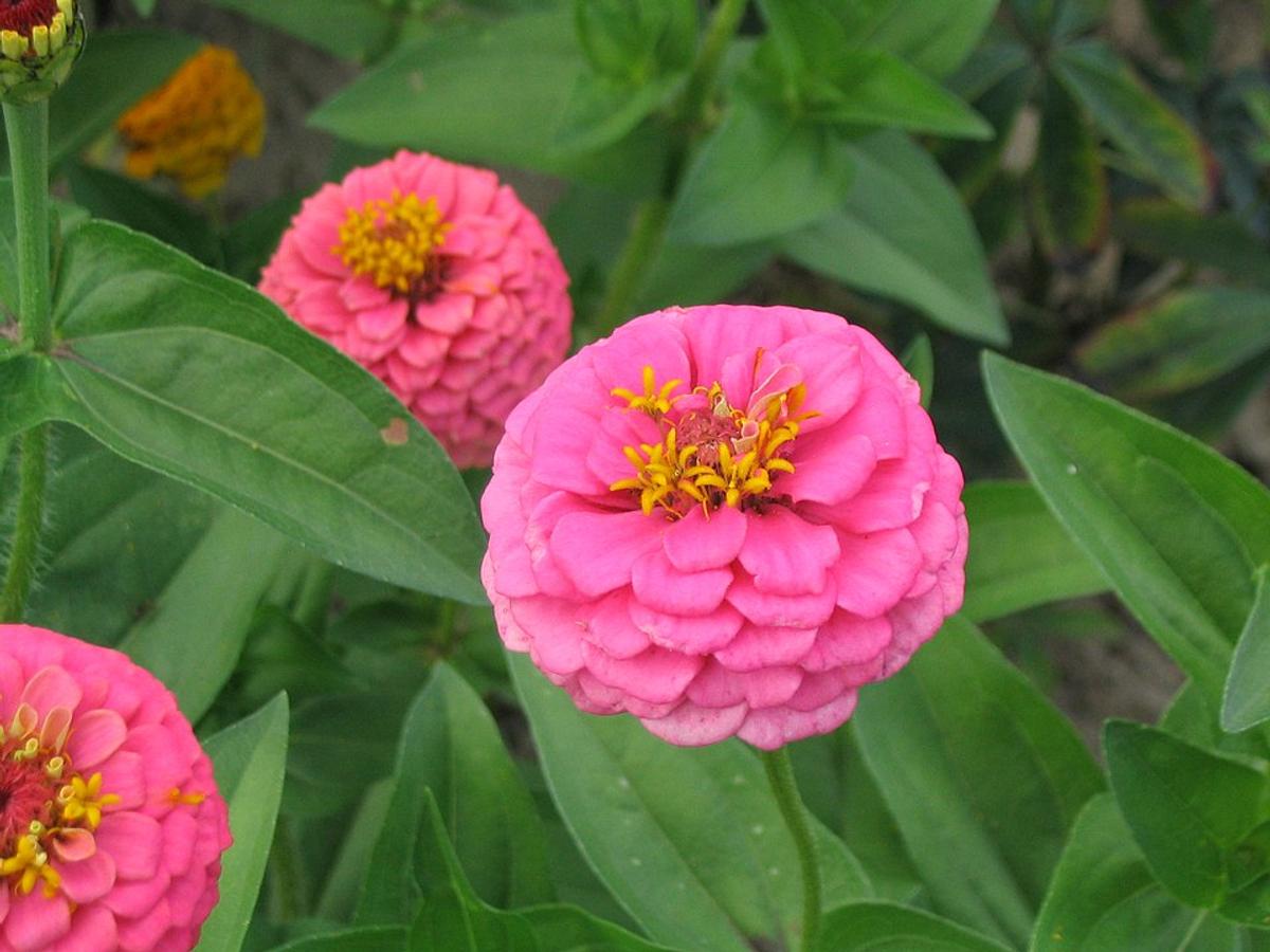 Fleurs
