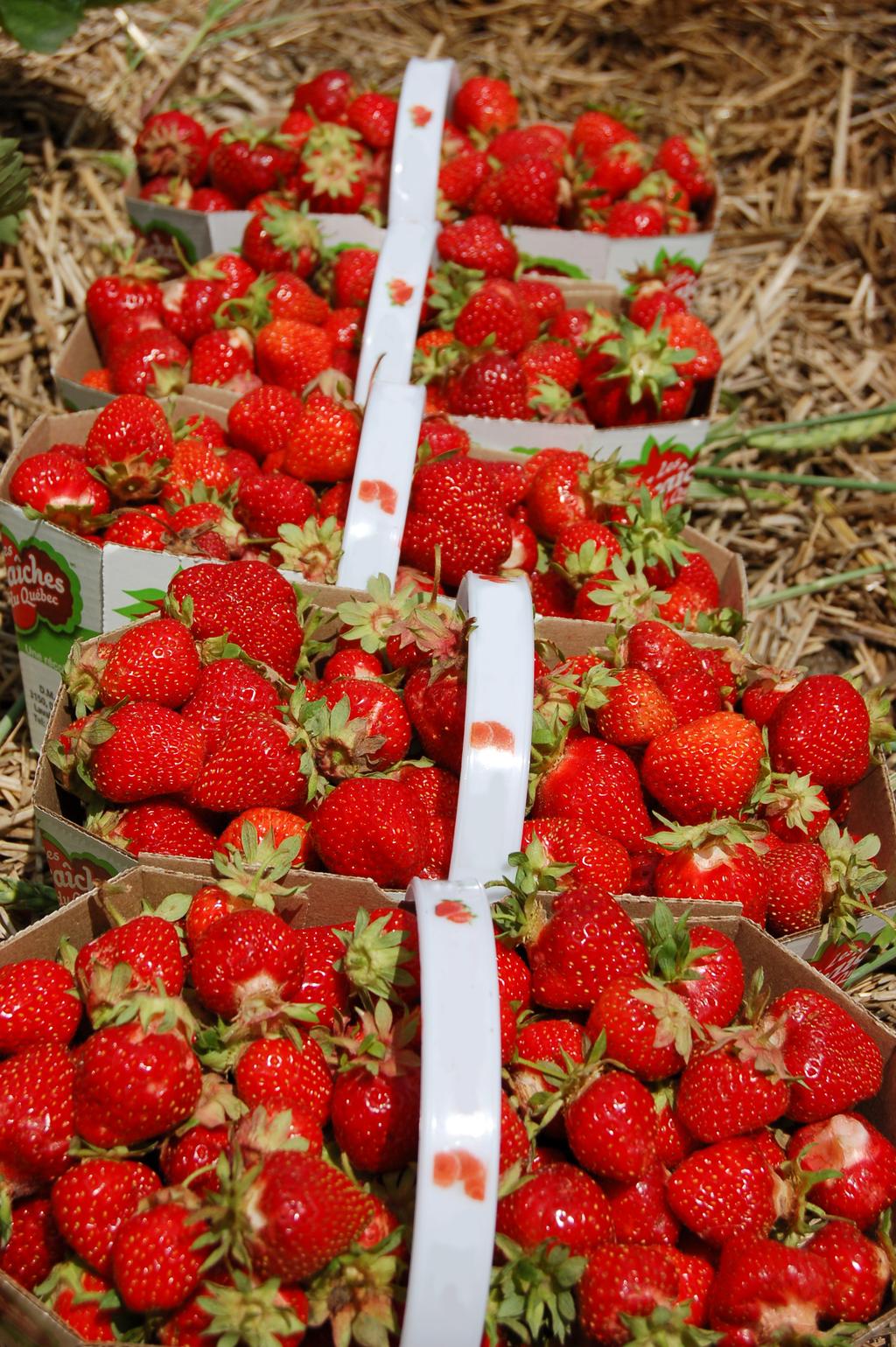 Fraises du Québec