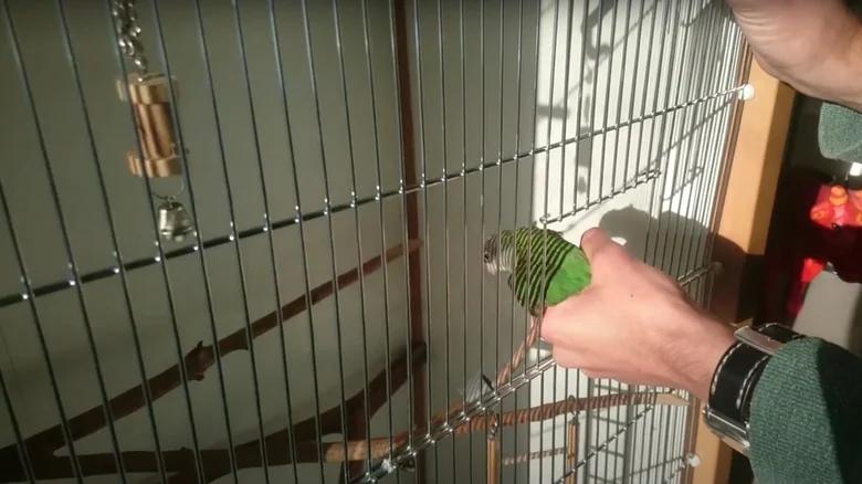 Cage