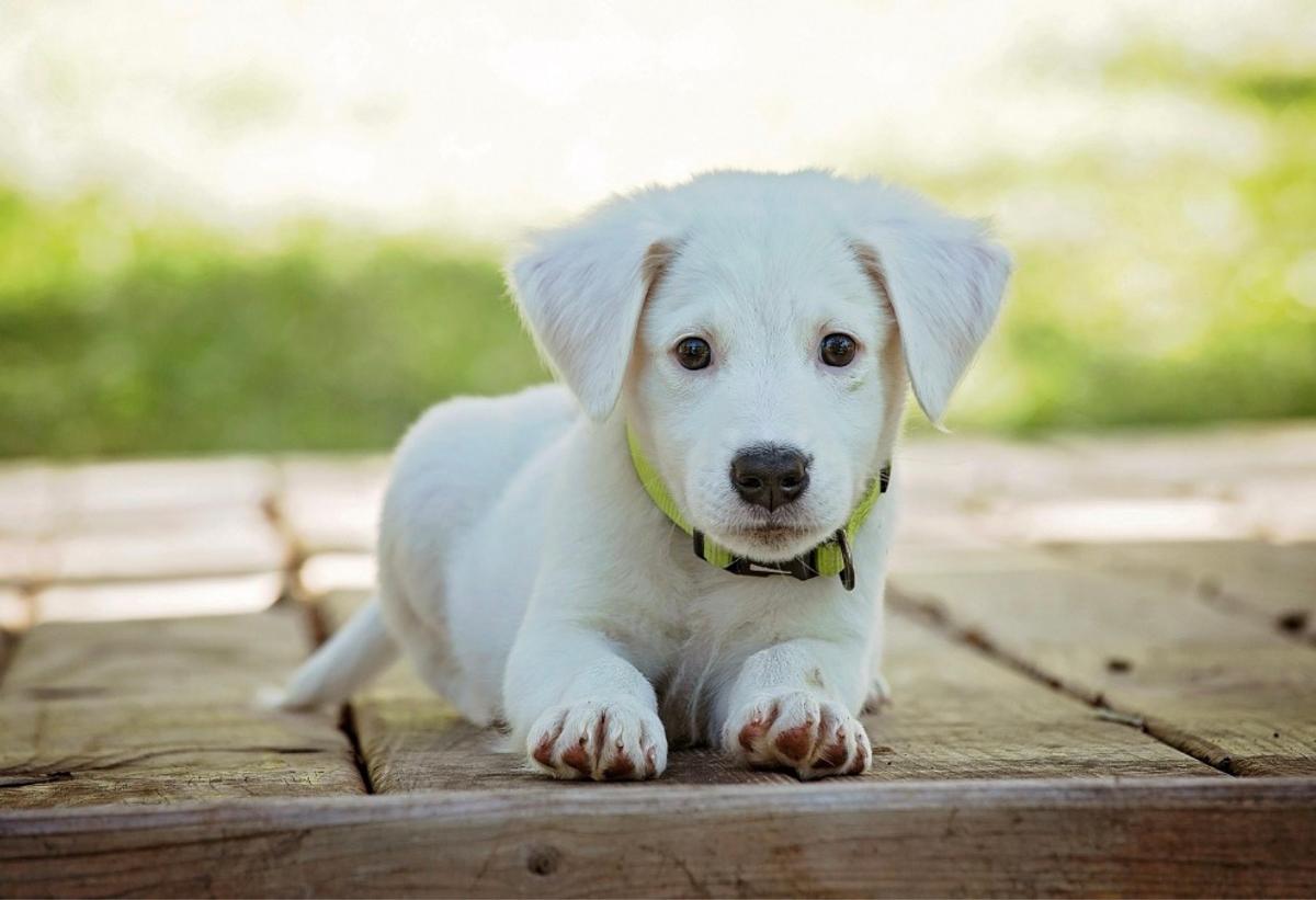 Chien