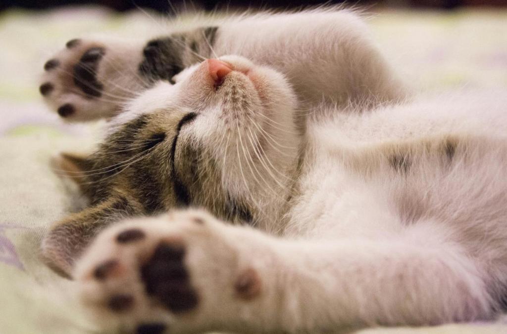Chat