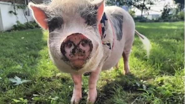 Cochon Timmy