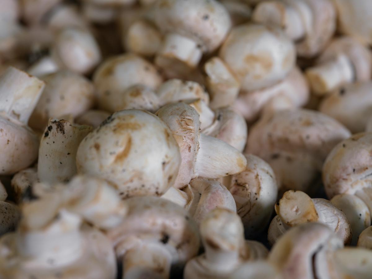 Champignons