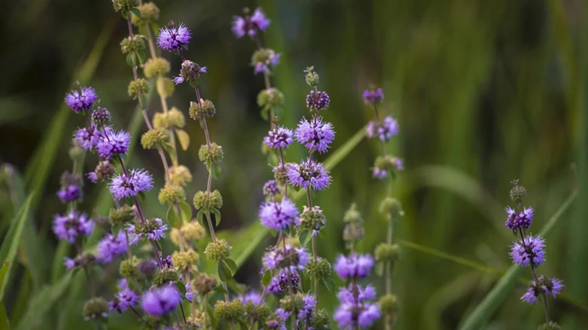 Menthe pouliot