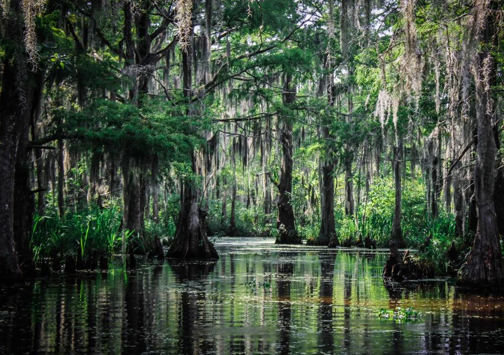 Bayou