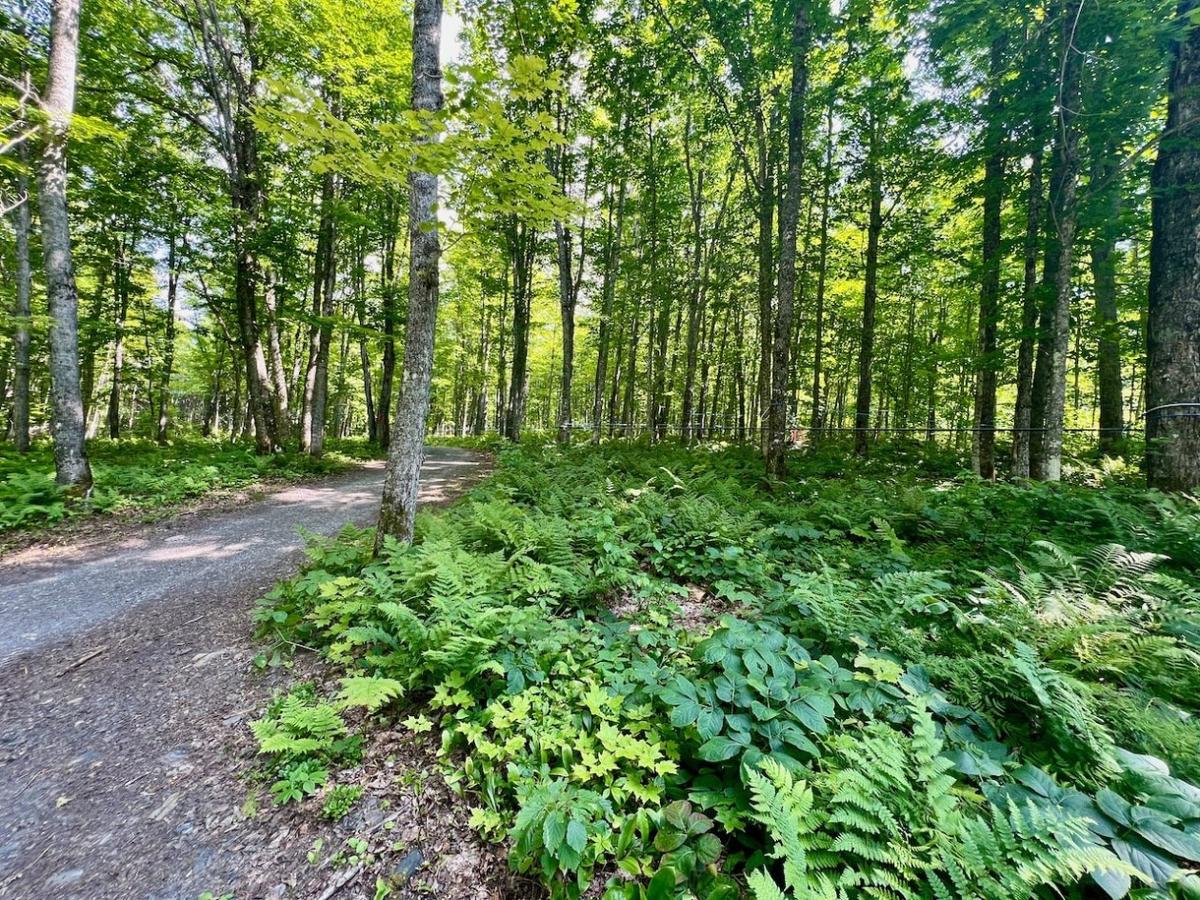 Paysage forestier de l'érablière