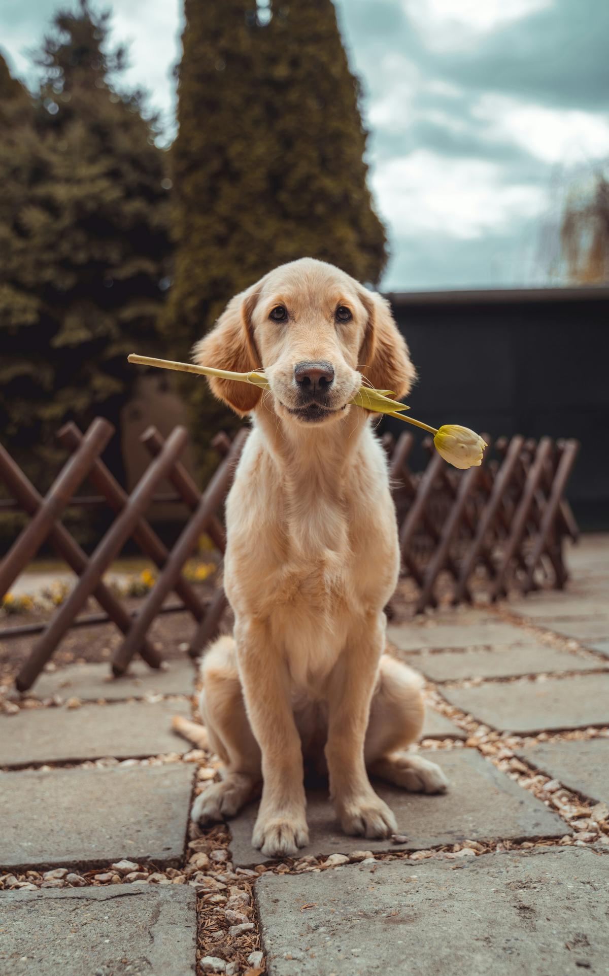 Un chien