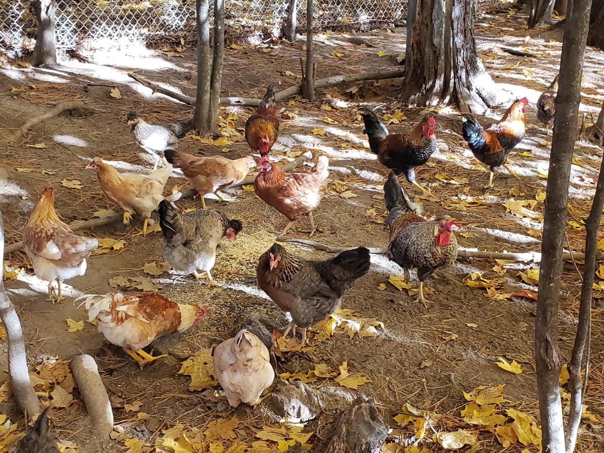 Poules