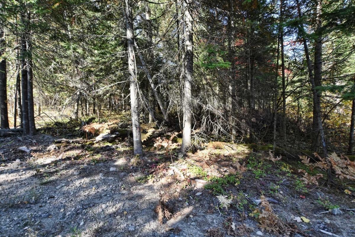 Le terrain boisé entourant la propriété