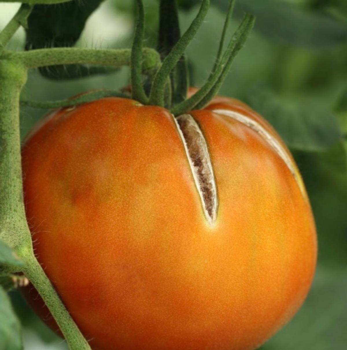 Tomate