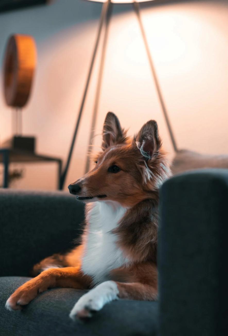 Chien