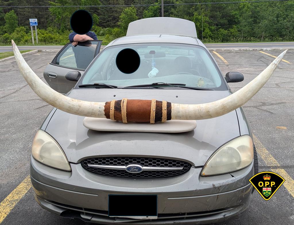 Cornes sur une voiture 