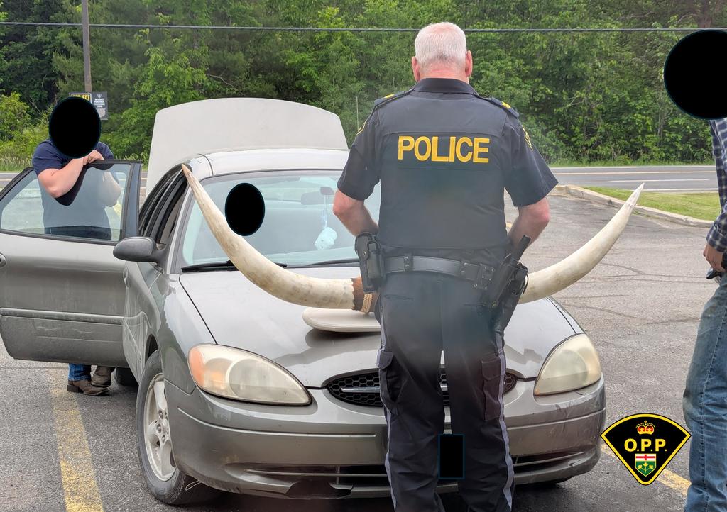 Cornes sur une voiture 