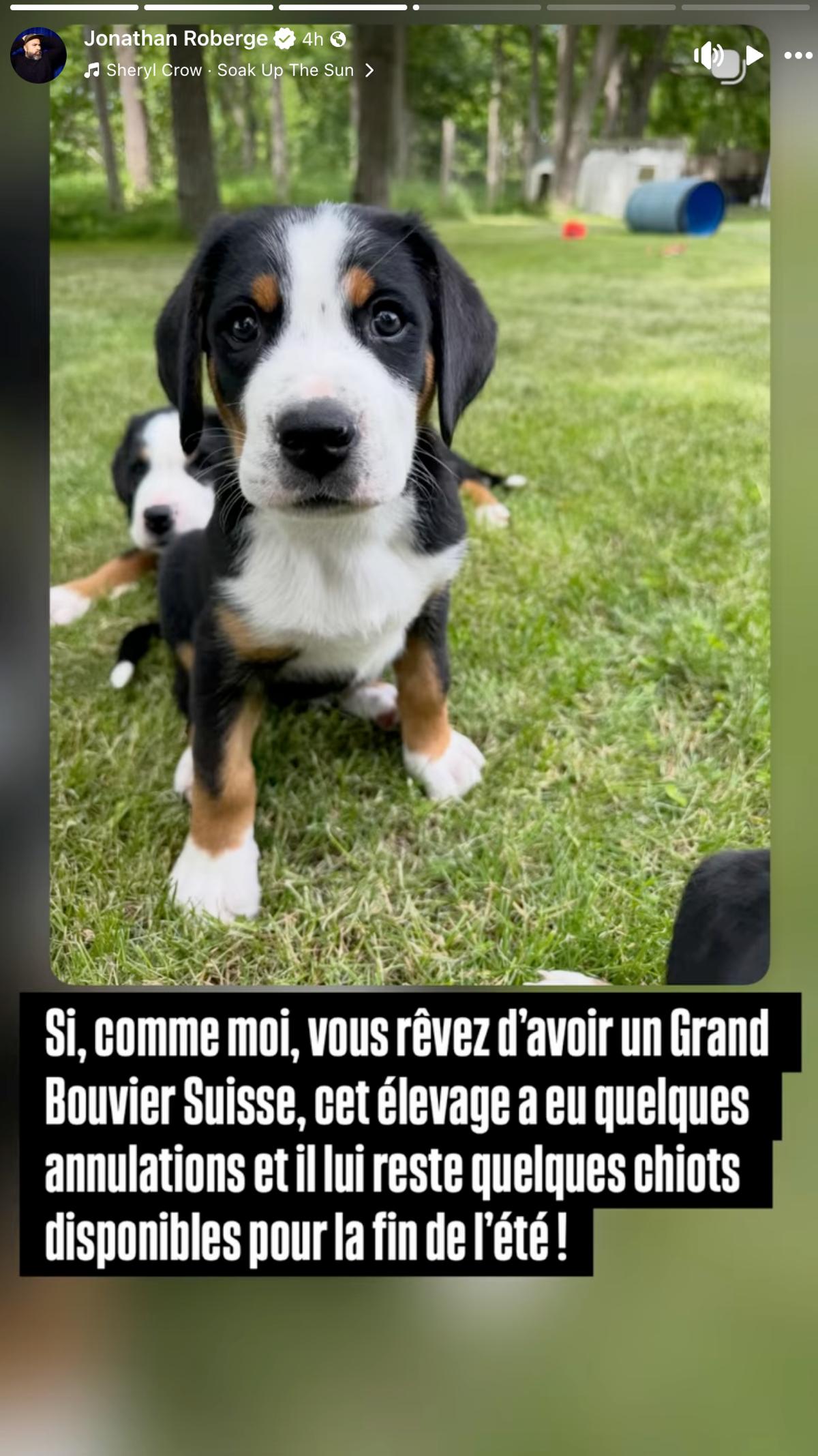 Jonathan Roberge annonce avoir adopté un petit chien