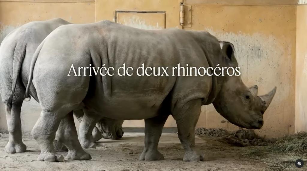 Arrivée de deux rhinocéros au Zoo de Granby
