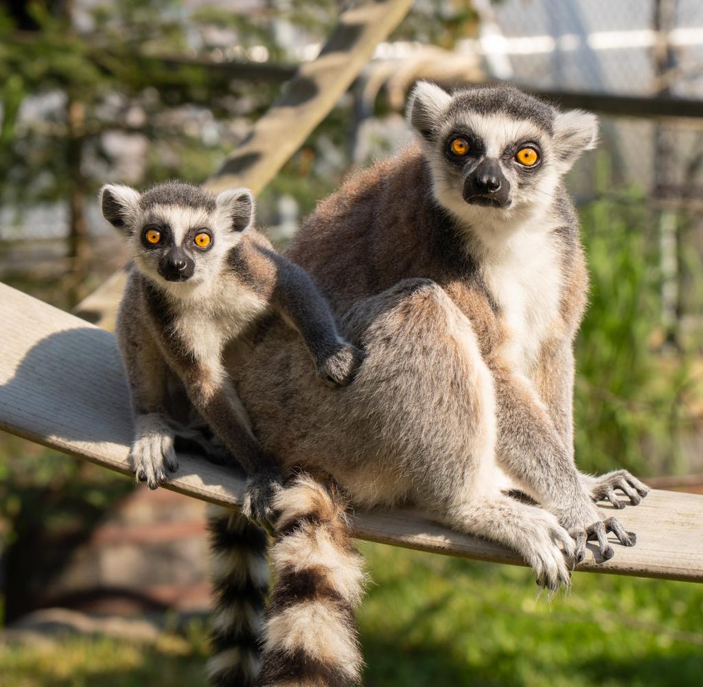 singes
