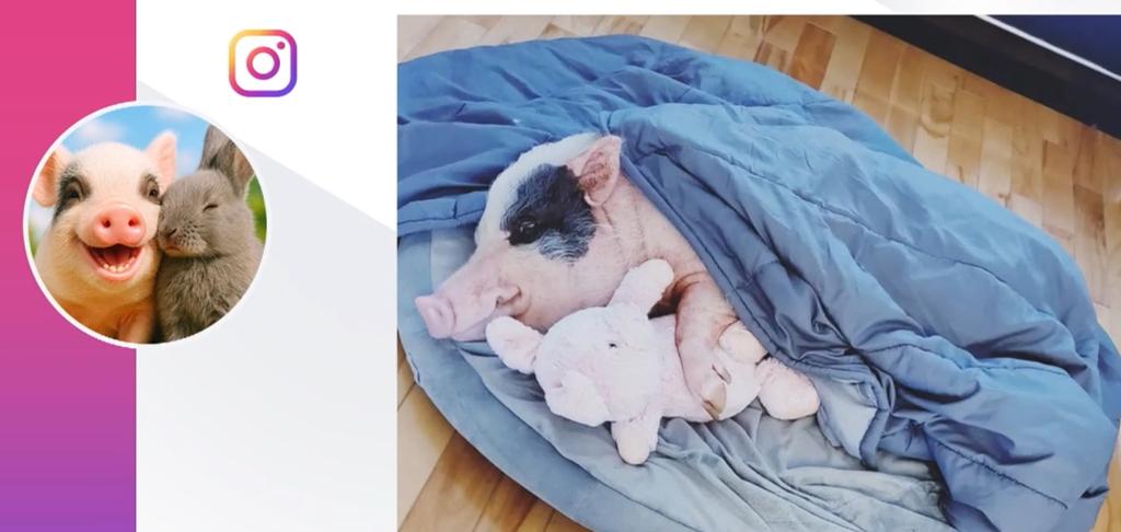 Timmy le cochon
