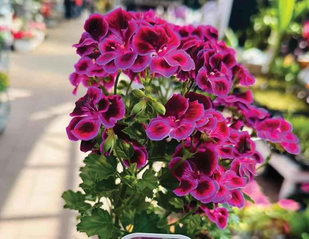 Fleurs