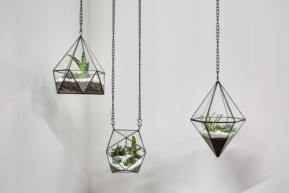 Plantes en pot