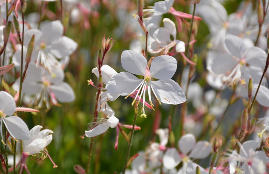 Gaura