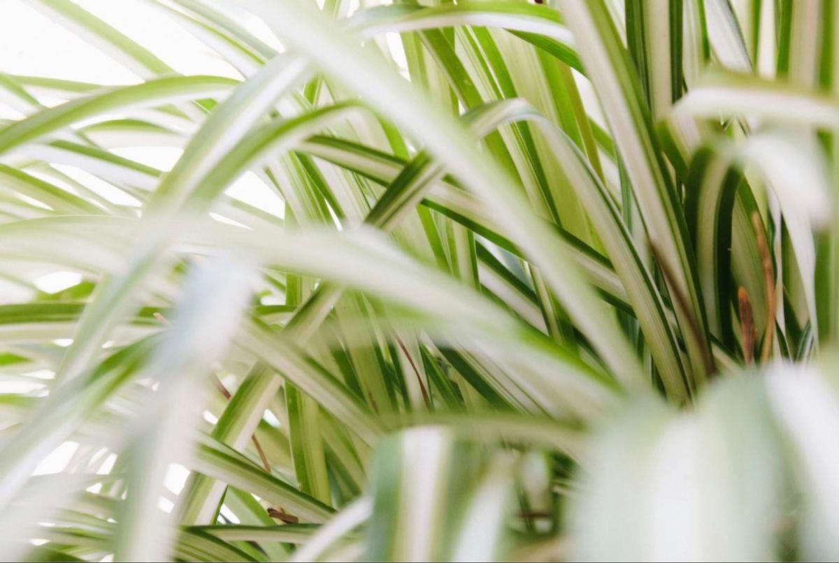 Plante araignée