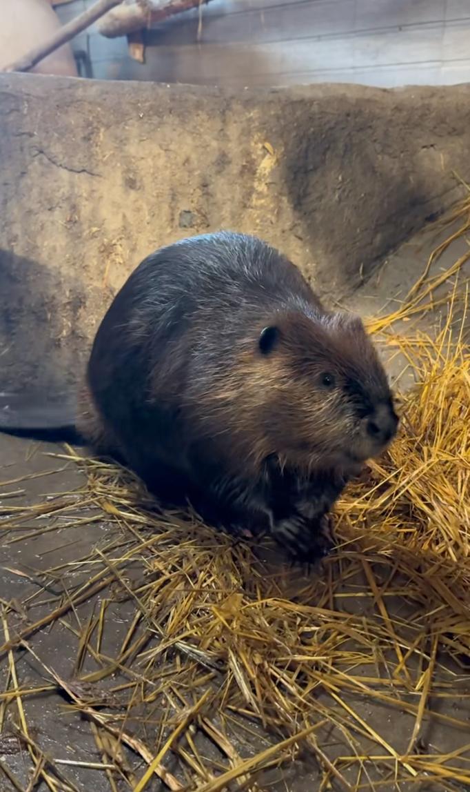 Un castor du Miller Zoo