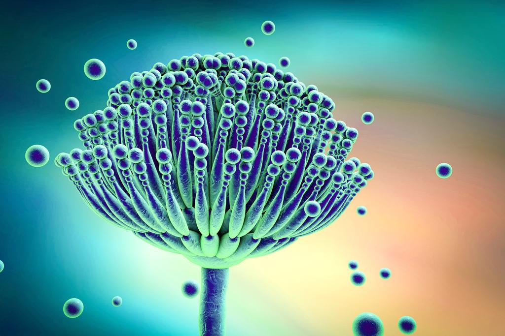 Aspergillus