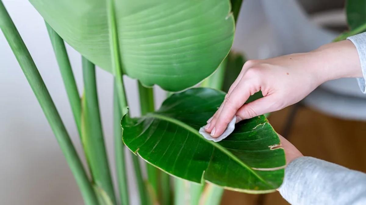 Plantes