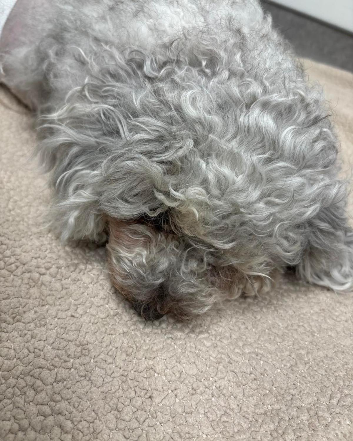 Chien de Marie-Annick Lépine