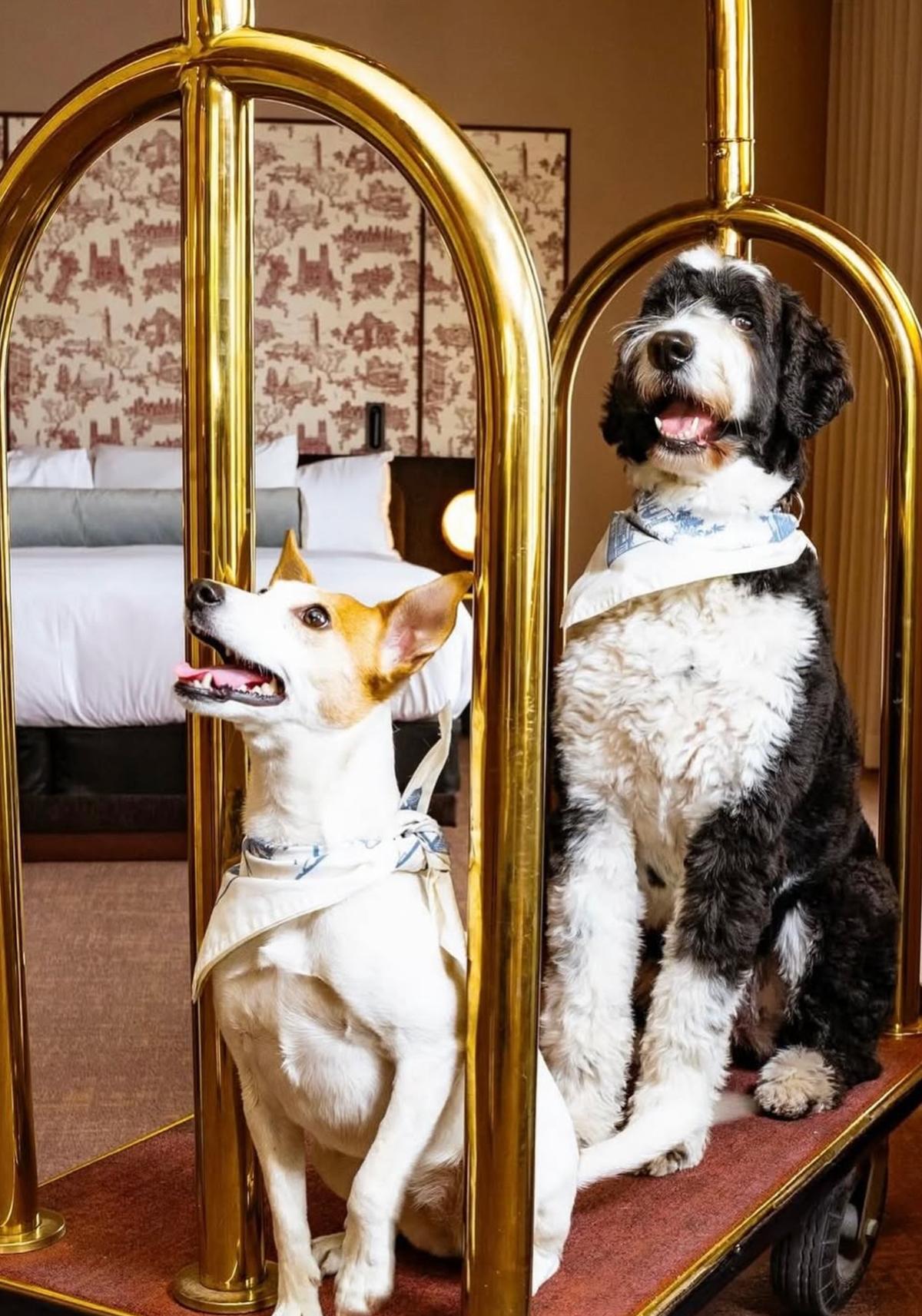 chat et chien