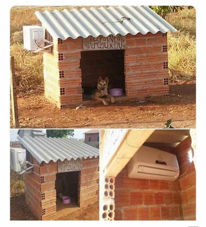 Niche chien