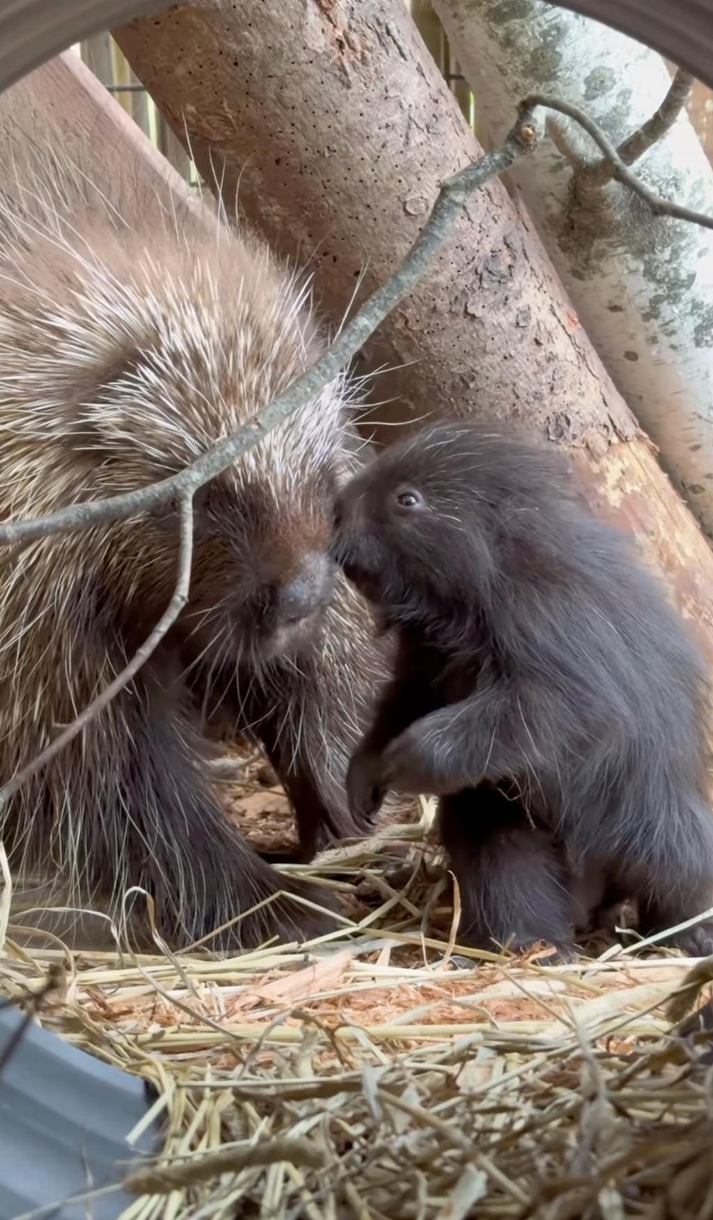 Bébé porc-épic du Miller Zoo