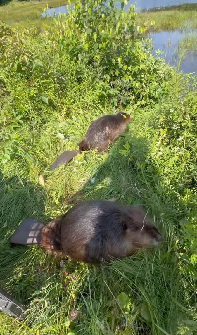 Le Miller Zoo relâche deux castors dans la nature