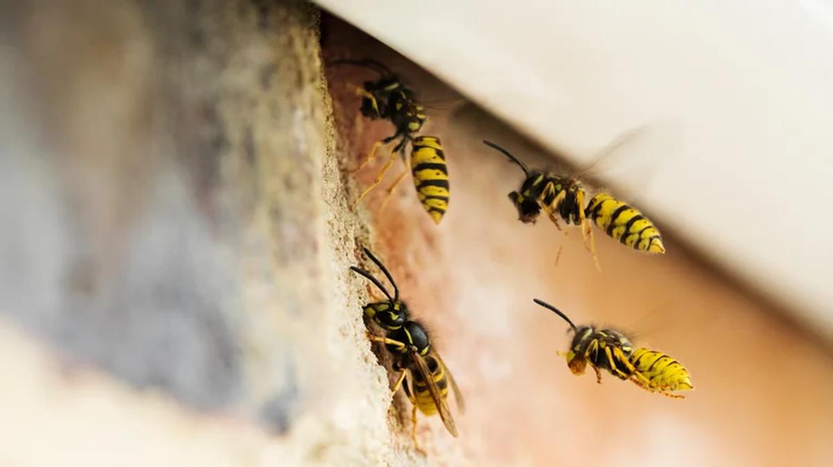 Abeilles