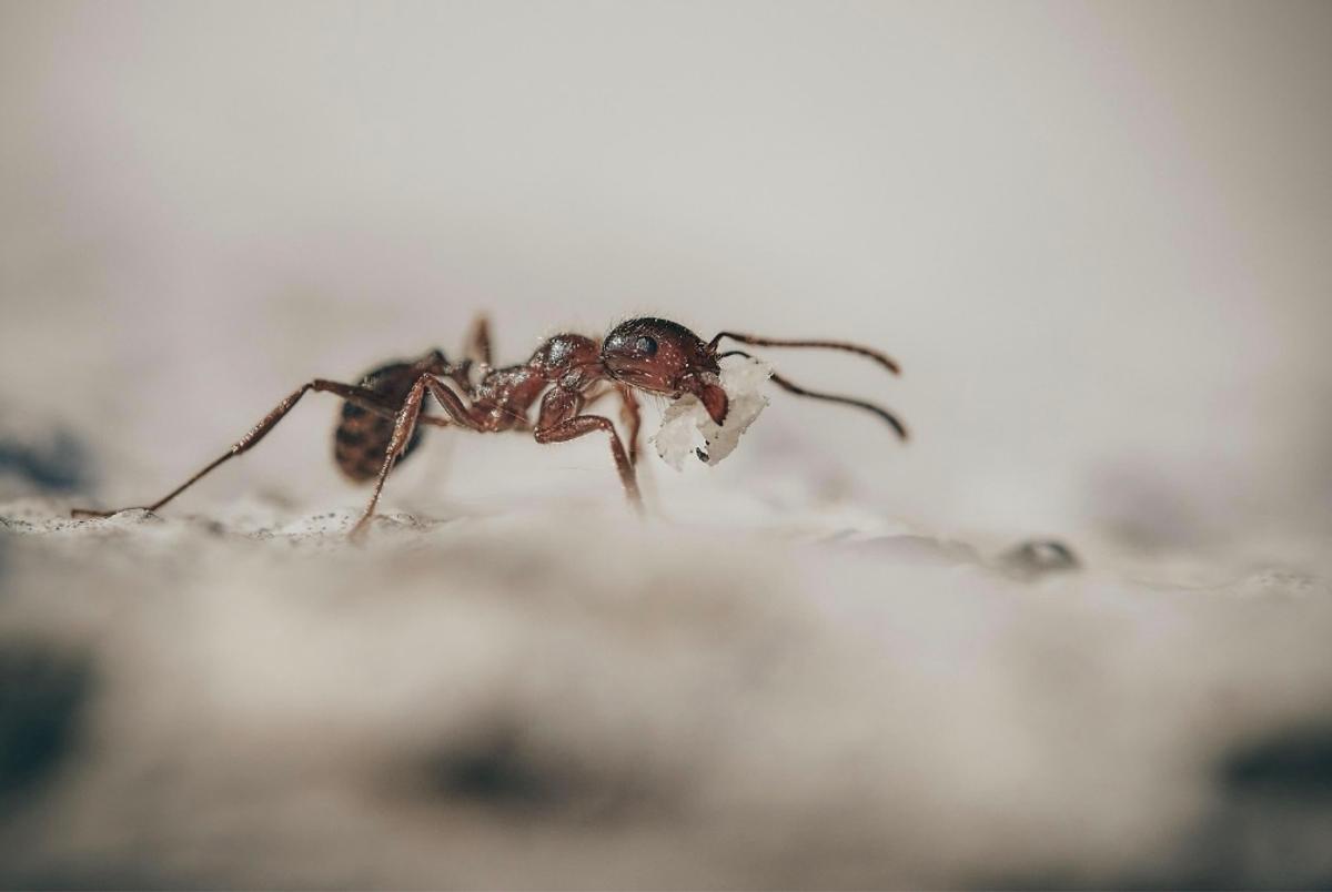 Fourmis