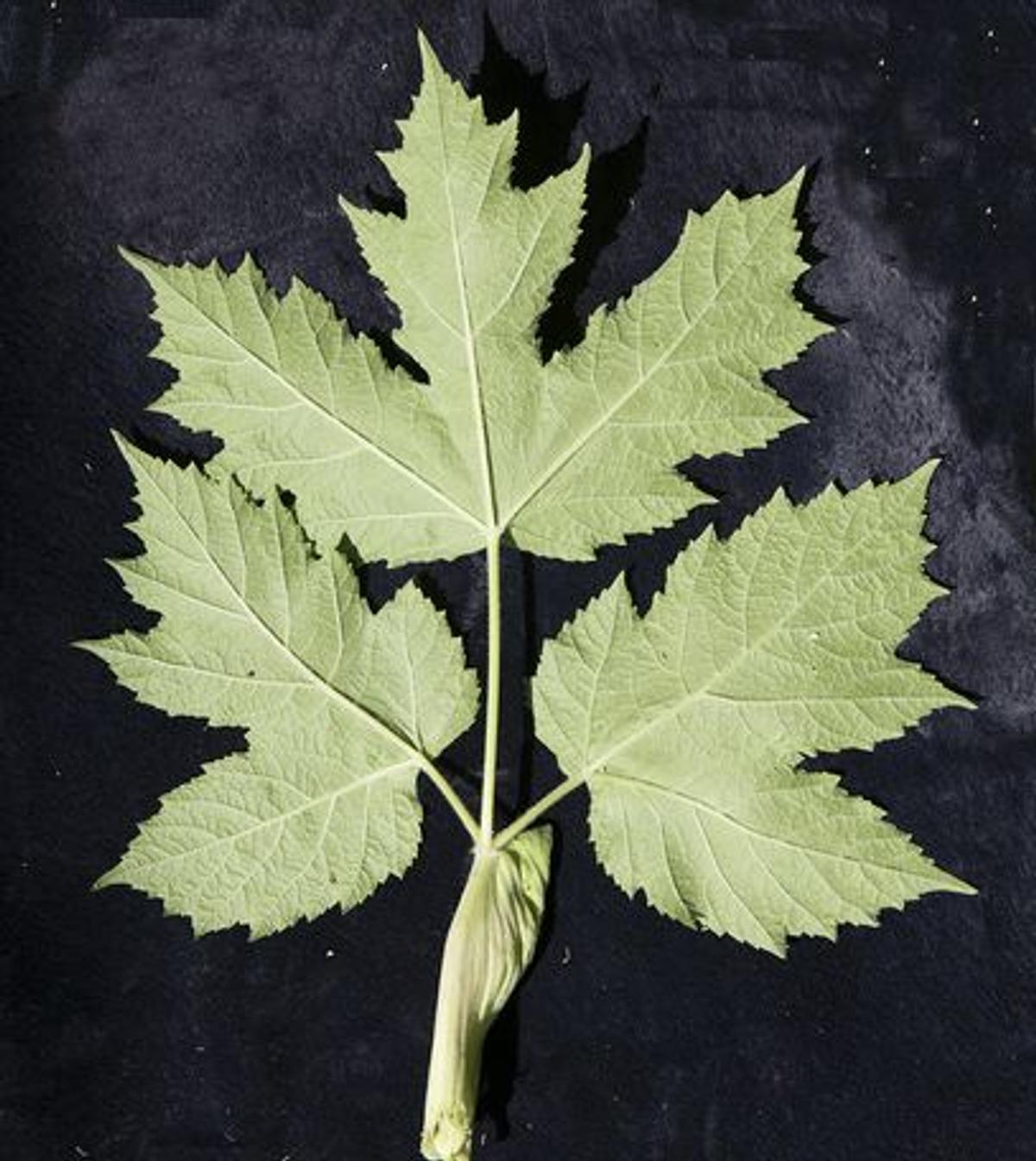 Feuilles de la berce laineuse