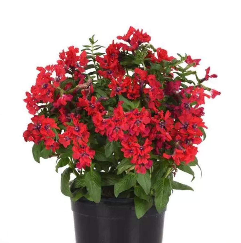 Fleurs