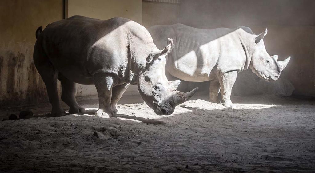 Arrivée de deux rhinocéros au Zoo de Granby