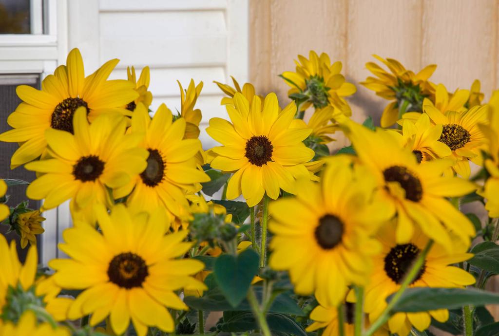 Fleurs