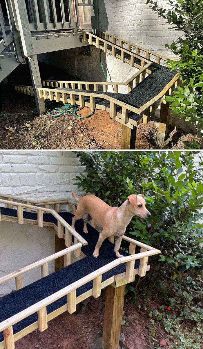 Rampe pour chien