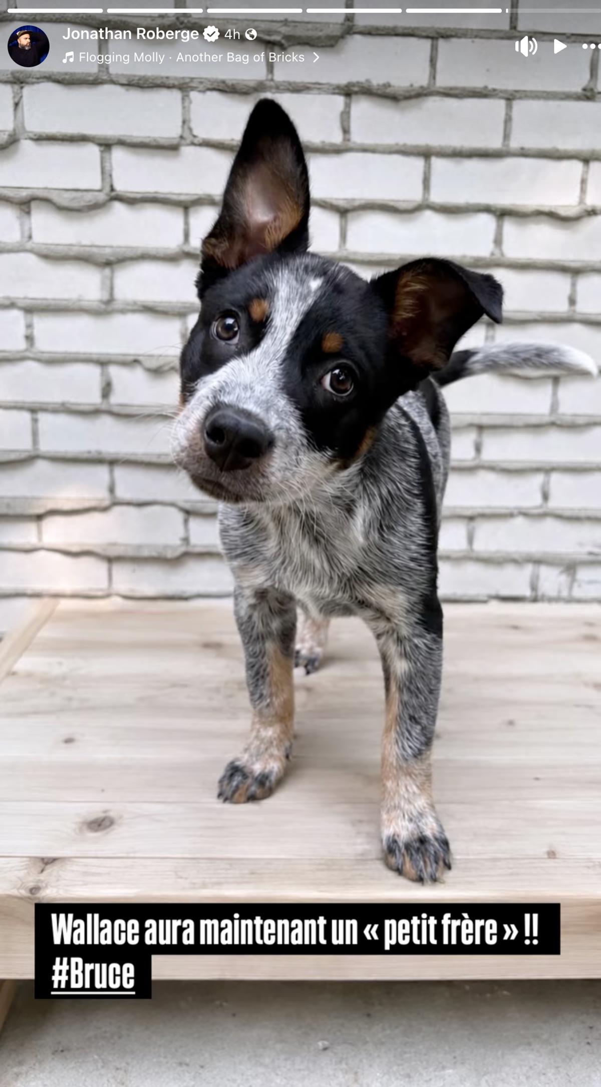 Jonathan Roberge annonce avoir adopté un petit chien