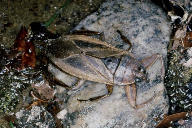 Source photo: https://espacepourlavie.ca/