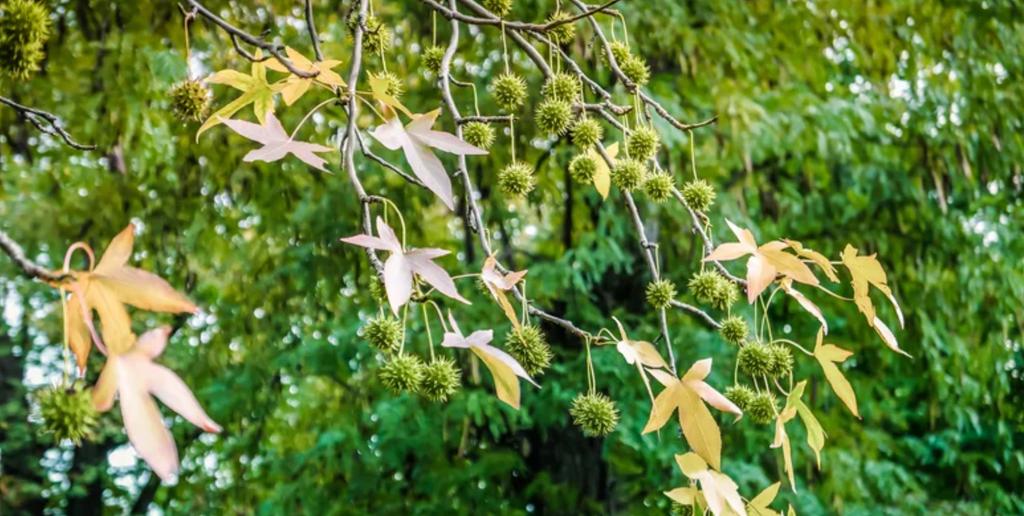Liquidambar (plante)