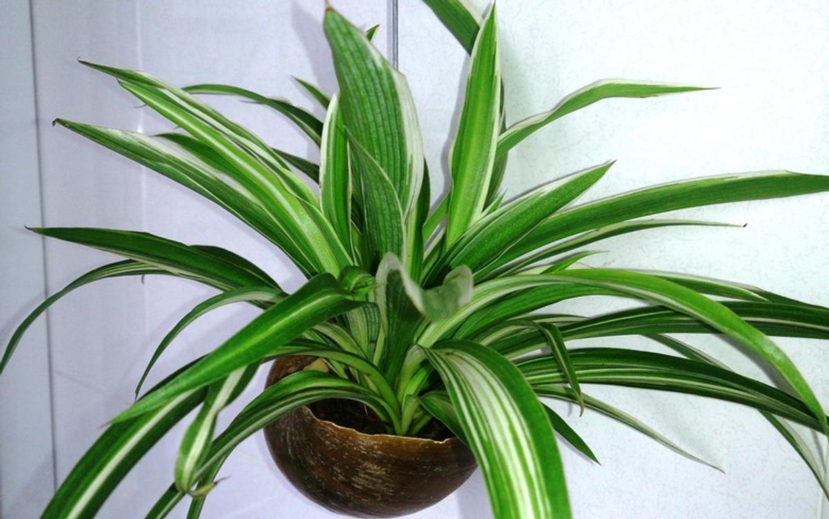 Plante araignée